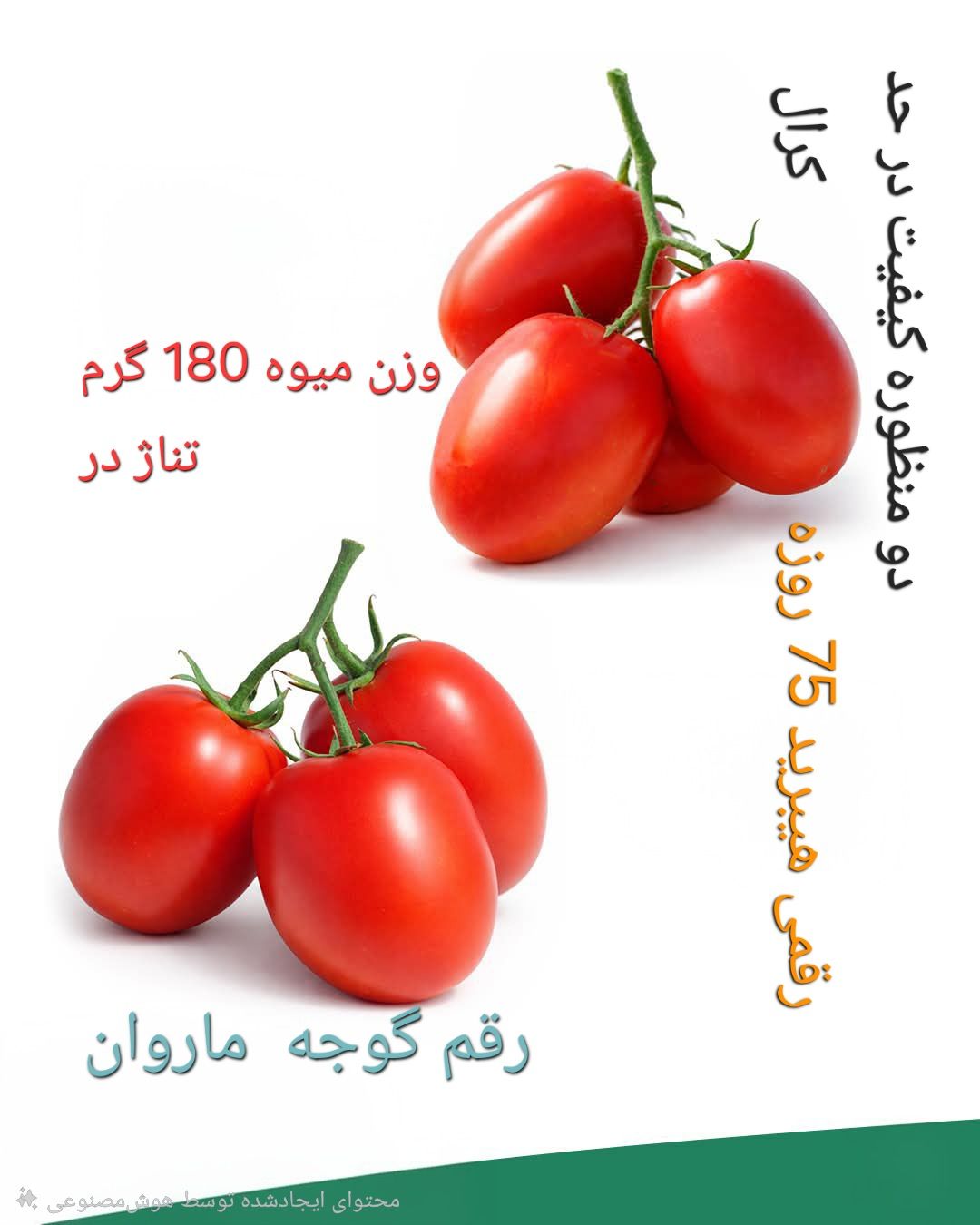 بذر گوجه فرنگی تخم مرغی