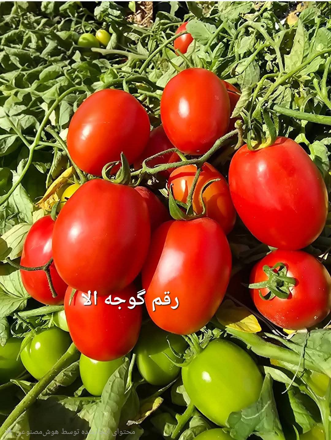 جدید ترین بذر گوجه الا