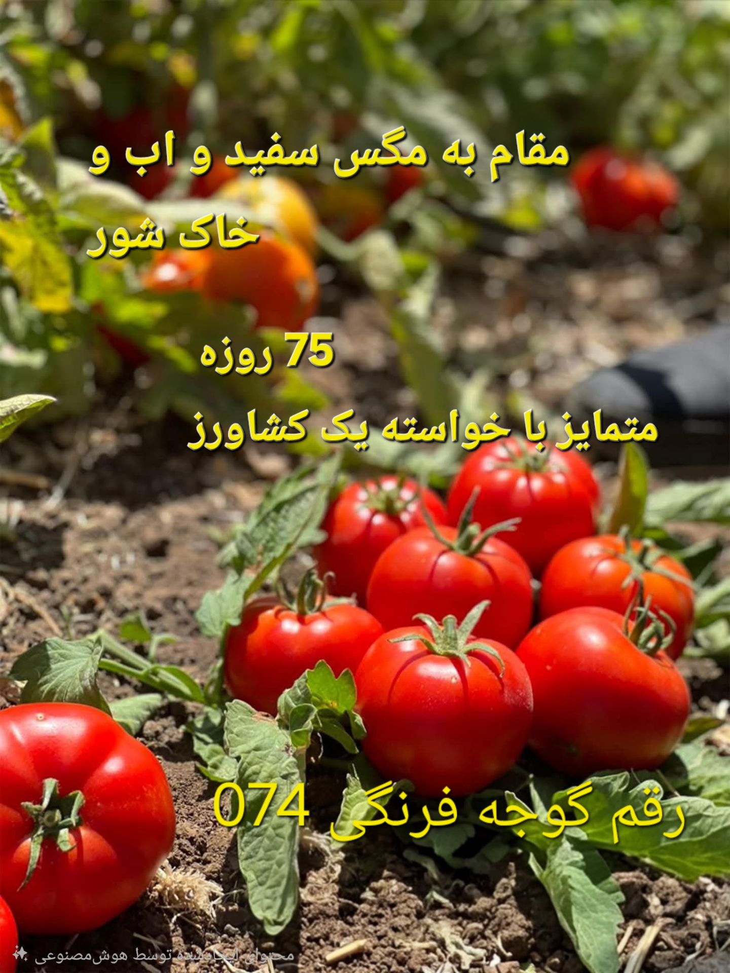 بذر گوجه زودرس ۰۷۴
