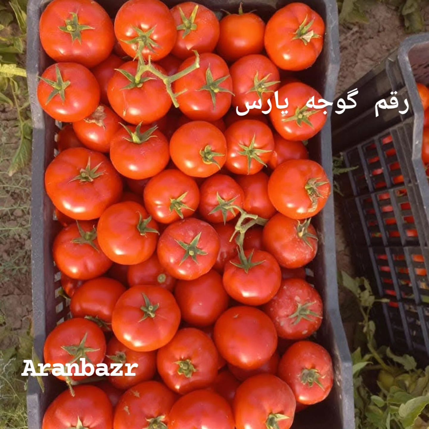بذر گوجه یارس