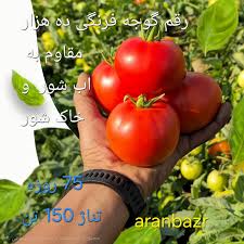 بذر گوجه فرنگی پربار ۱۵۰ تن در هکتار؛ معرفی ارقام گرد