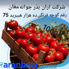 بذر گوجه فرنگی ده هزار