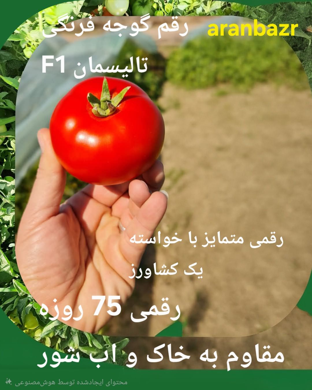 بذر گوجه فرنگی تالیسمان؛ انتخابی صادراتی و پربازده مشابه 8320