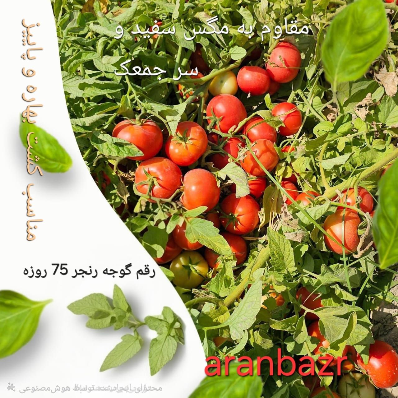 بذر گوجه فرنگی رنجر