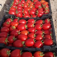بذر گوجه فرنگی 8380