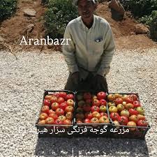 بذر گوجه فرنگی سزار