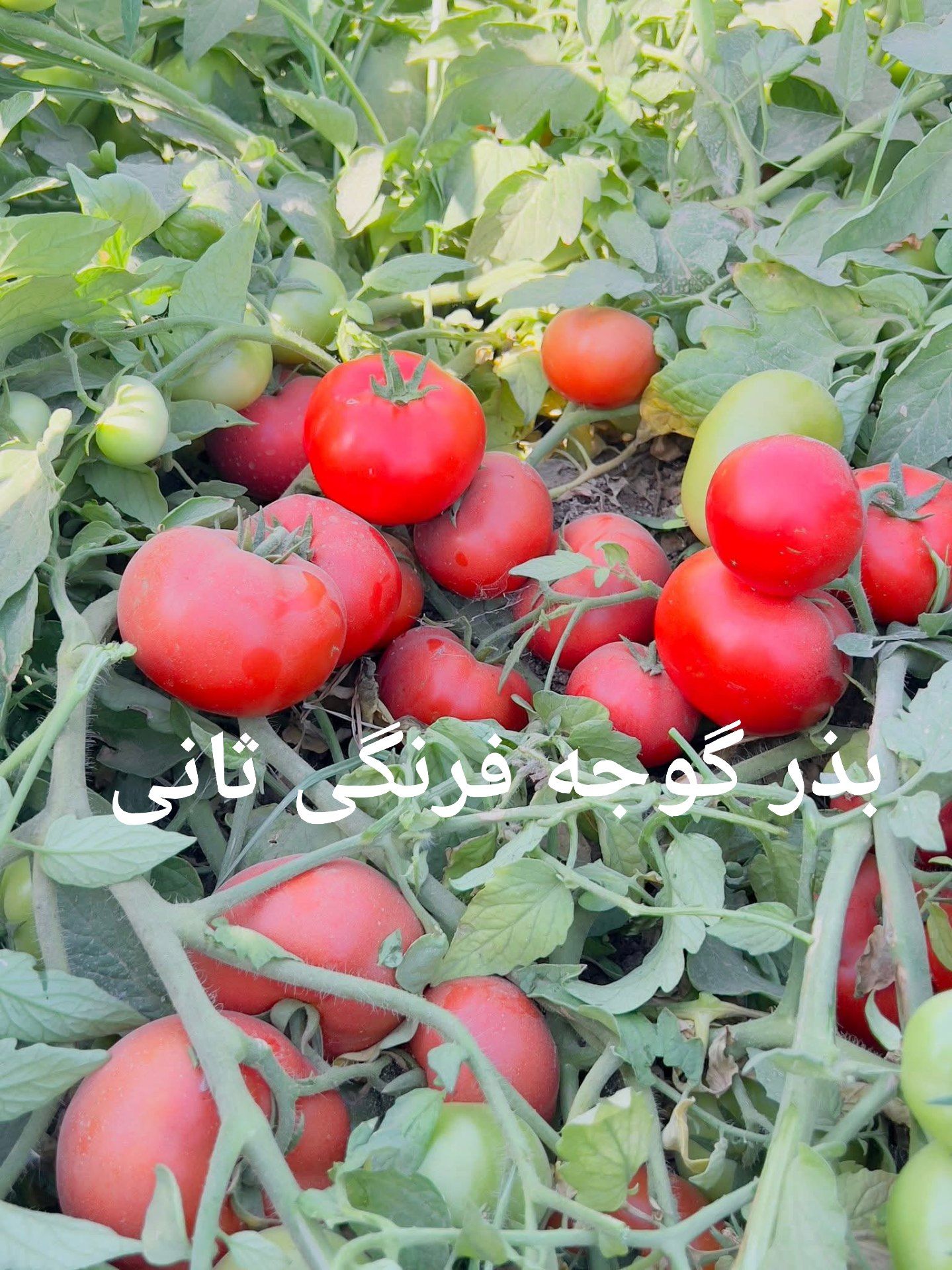 بذر گوجه فرنگی استاندارد چیست؟