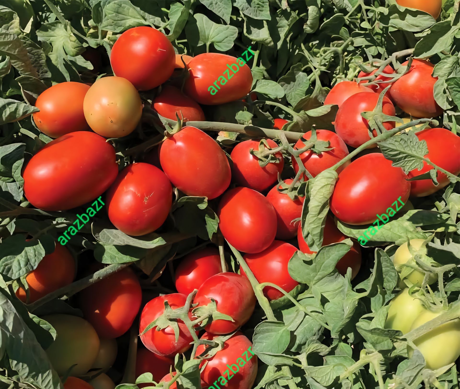 بذر گوجه فرنگی ماروان