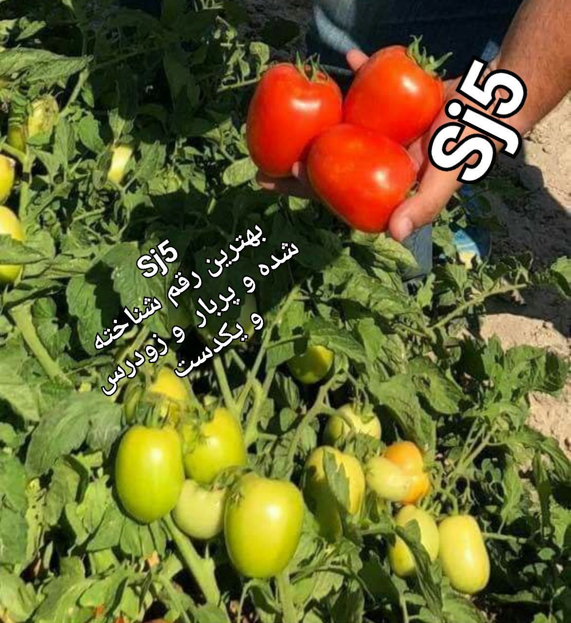 بذر گوجه فرنگی اس جی 5