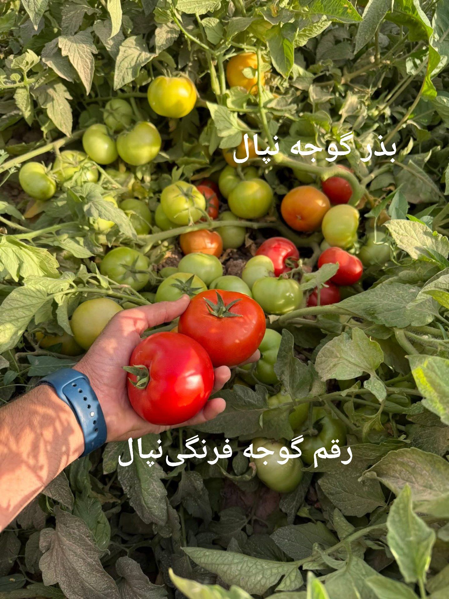 بهترین بذر گوجه فرنگی مقایسه تناژ، مقاومت و کیفیت صادراتی