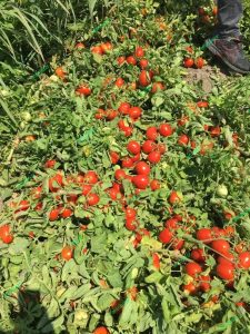 بذر گوجه فرنگی ویوا