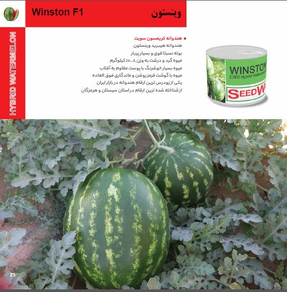 بذر هندوانه وینیستون