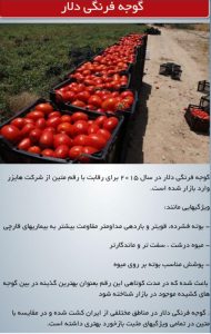 بذر گوجه فرنگی دلار