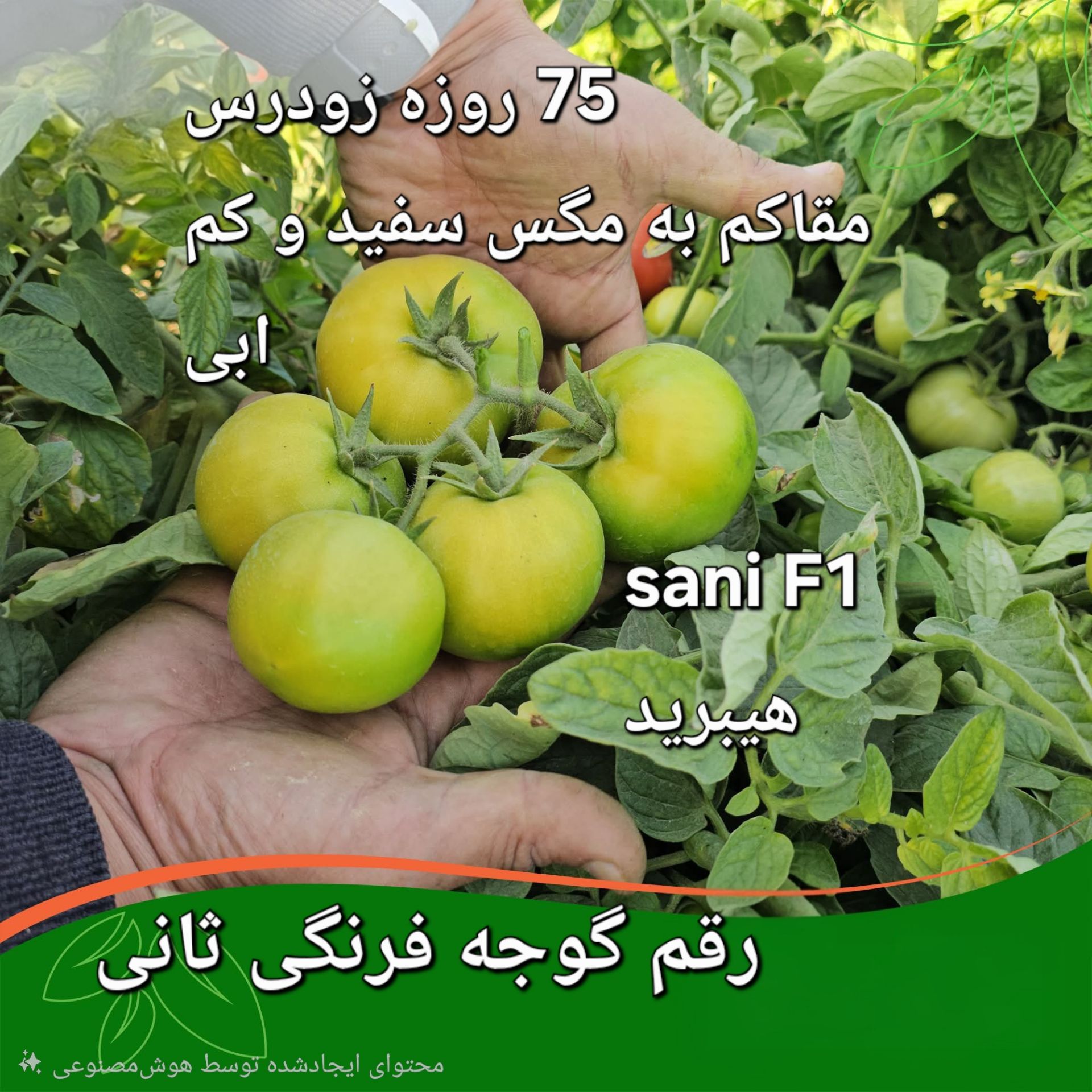 بذر گوجه فرنگی مقاوم به شوری؛ ارقام قدرتمند ۹۱۱، نپال و ۰۷۴