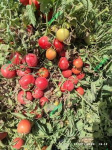 بذر گوجه فرنگی شیو