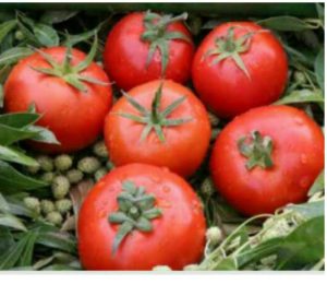 بذر گوجه فرنگی تایفون