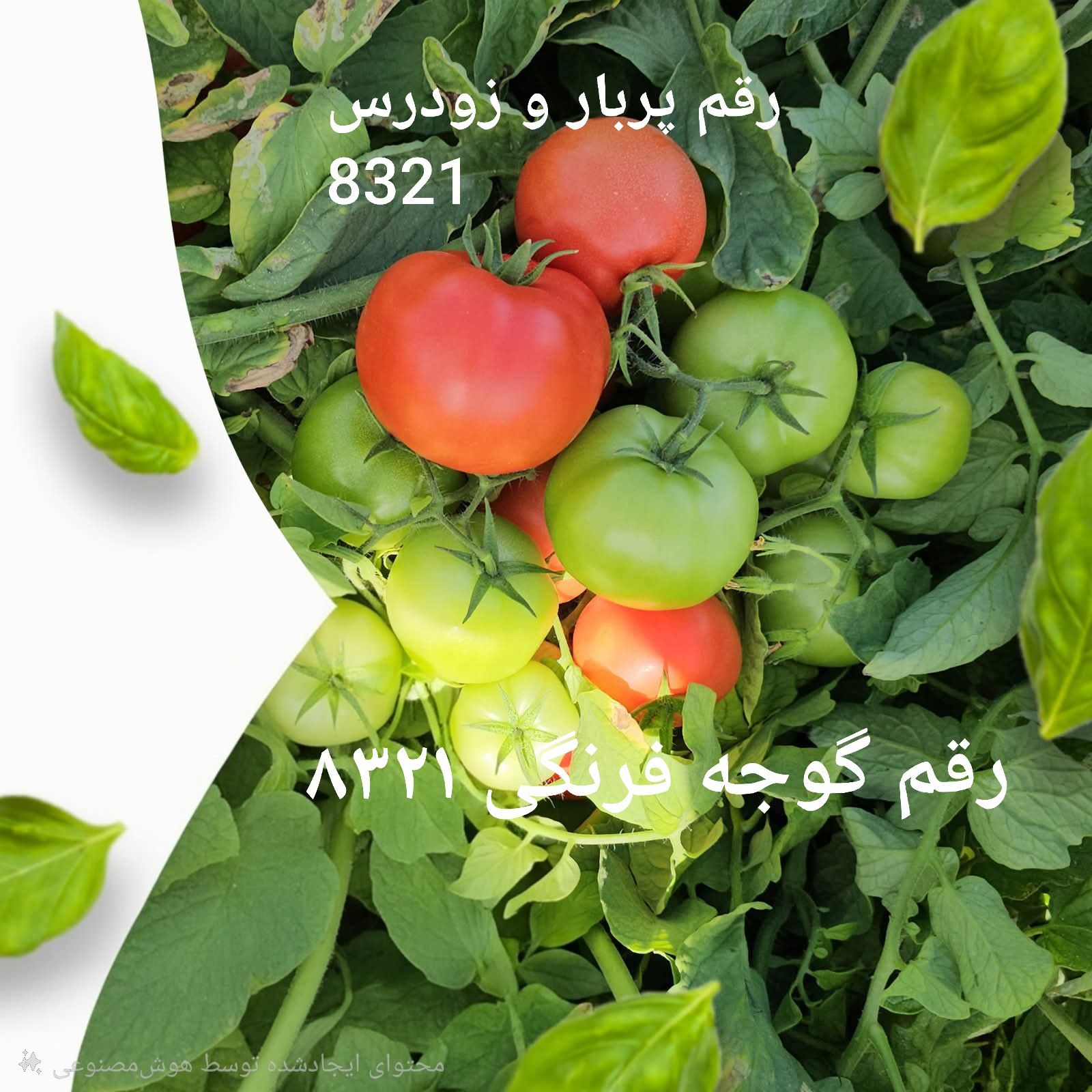 معرفی بذر گوجه فرنگی 8321 پربار مقاوم به گرما