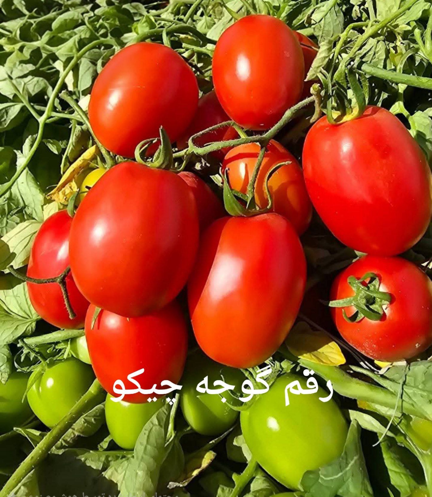 بذر گوجه فرنگی چیکو