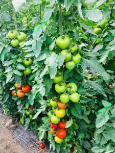 بذر گوجه گلخانه بارسا