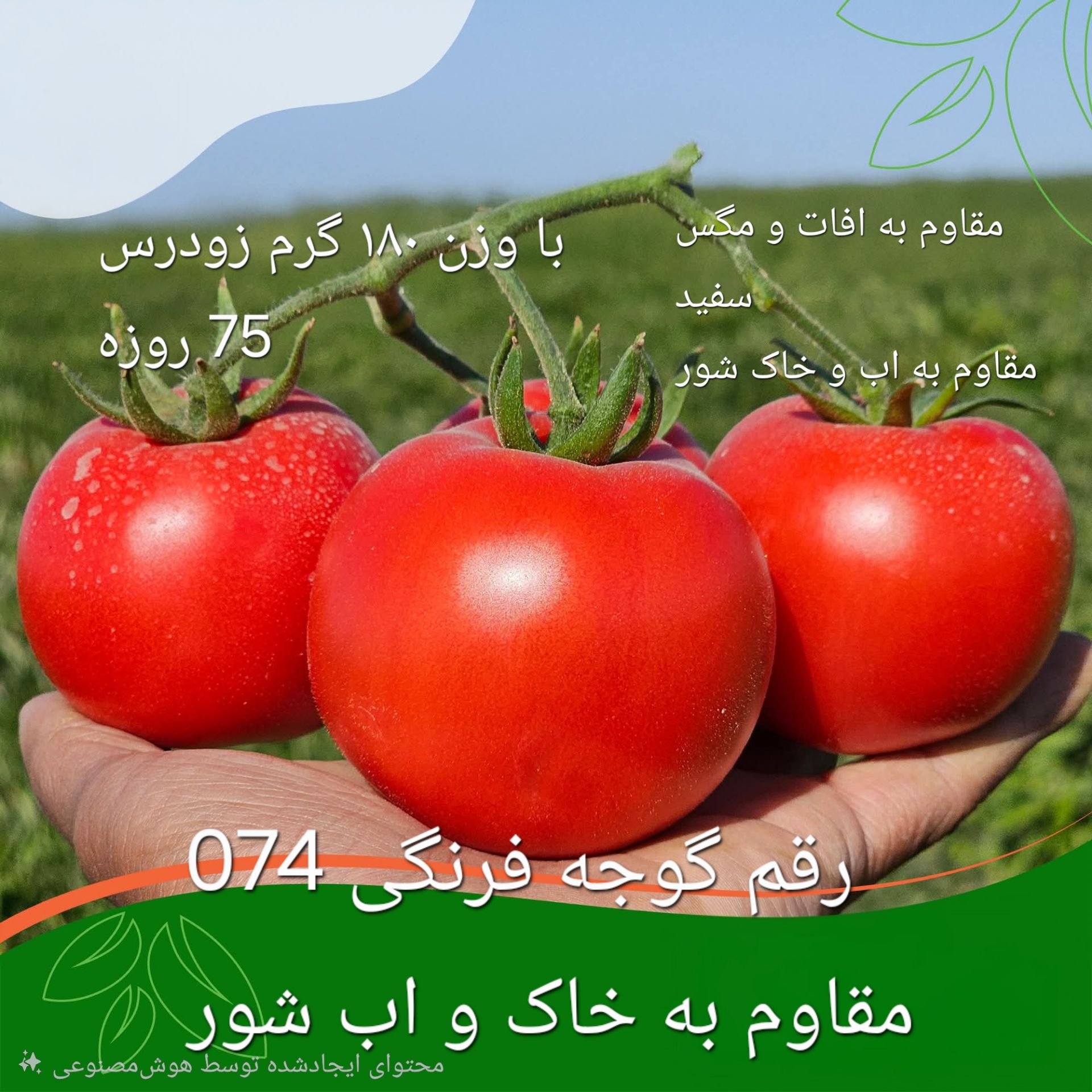 بذر گوجه زودرس دانمارکی ۷۵ روزه
