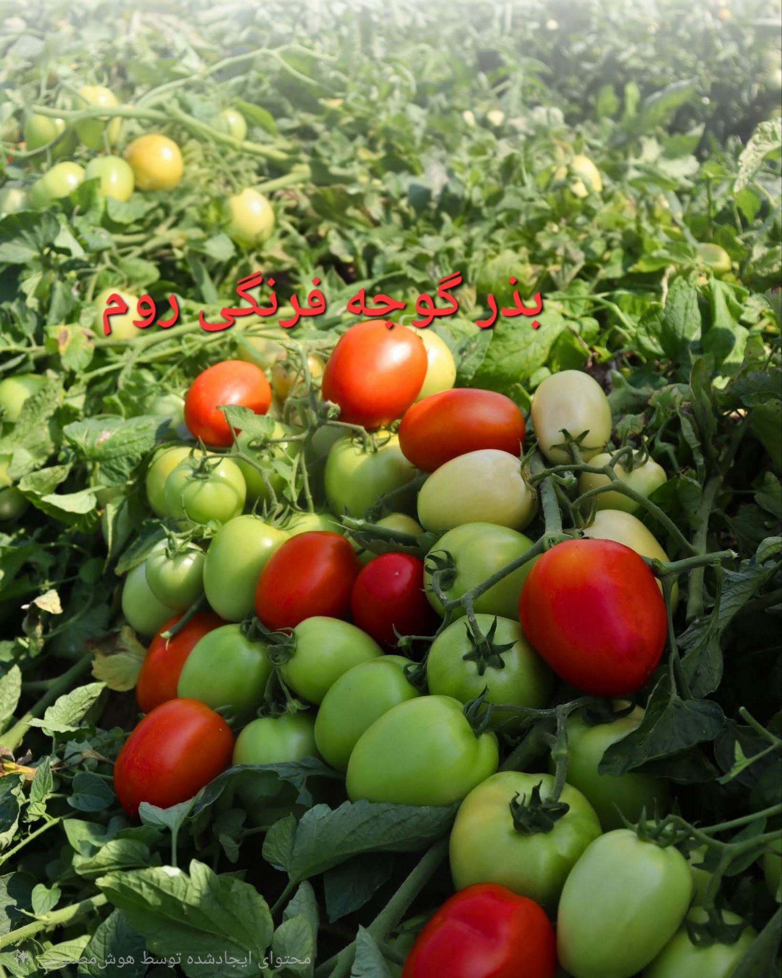 بذر گوجه فرنگی روم