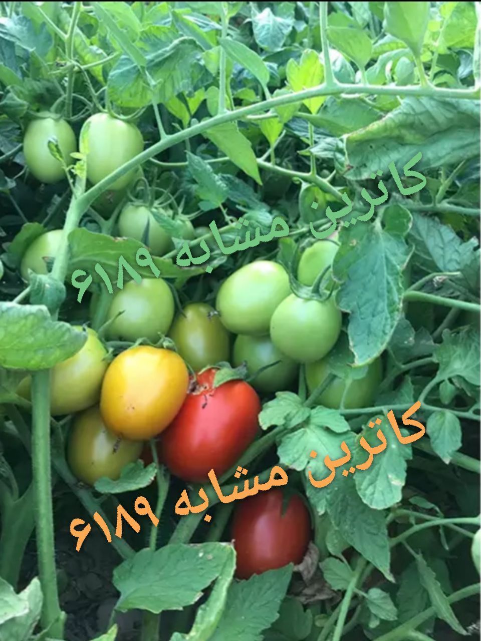 بذر گوجه فرنگی کاترین