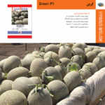 بذر خربزه گرین