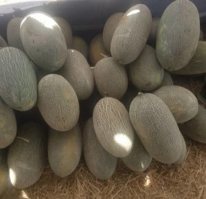 بذر خربزه گرین