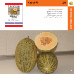 بذر خربزه کابل