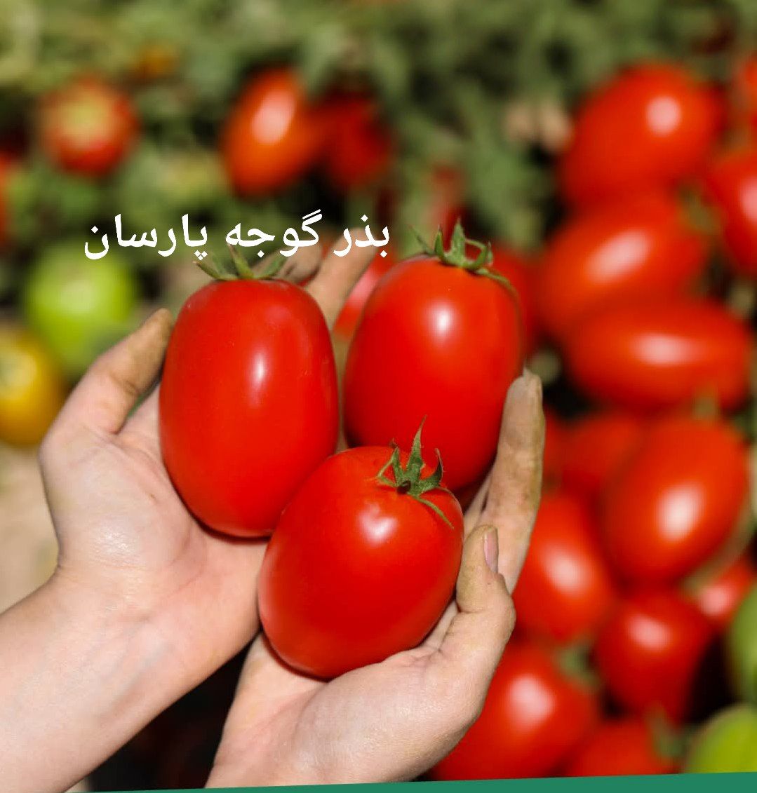 بذر گوجه فرنگی پارسان