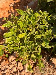 بیماری‌های قارچی و عارضه سرجمعک (Blossom End Rot)