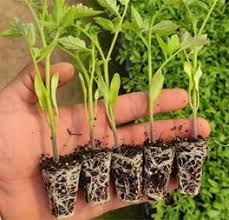 تیمار سرمایی نشا گوجه فرنگی