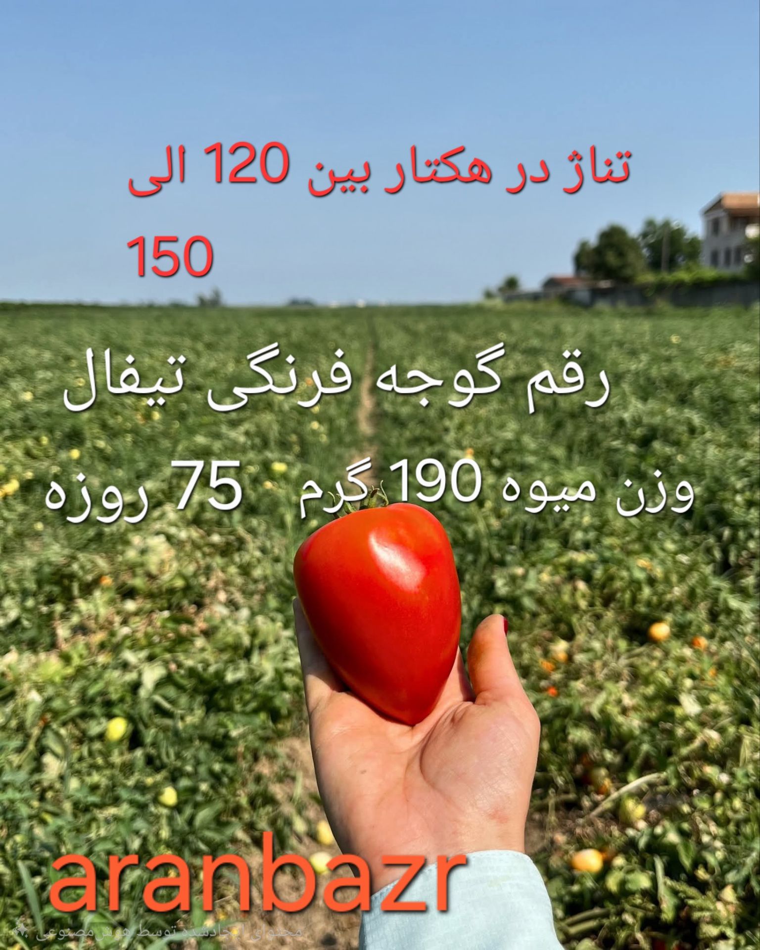 بذر گوجه‌فرنگی تیفال؛ سلطان بی‌رقابت ارقام بلوکی