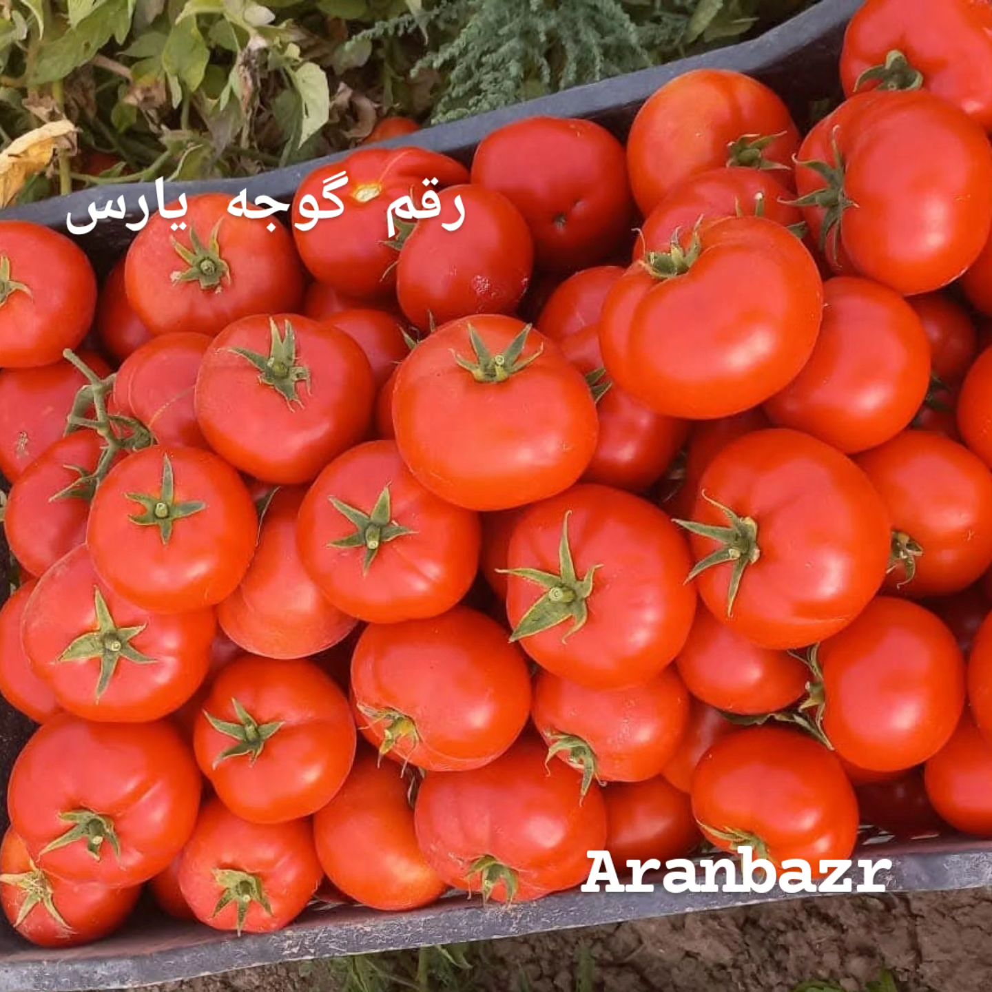 بذر گوجه فرنگی سازگار با کل مناطق ایران