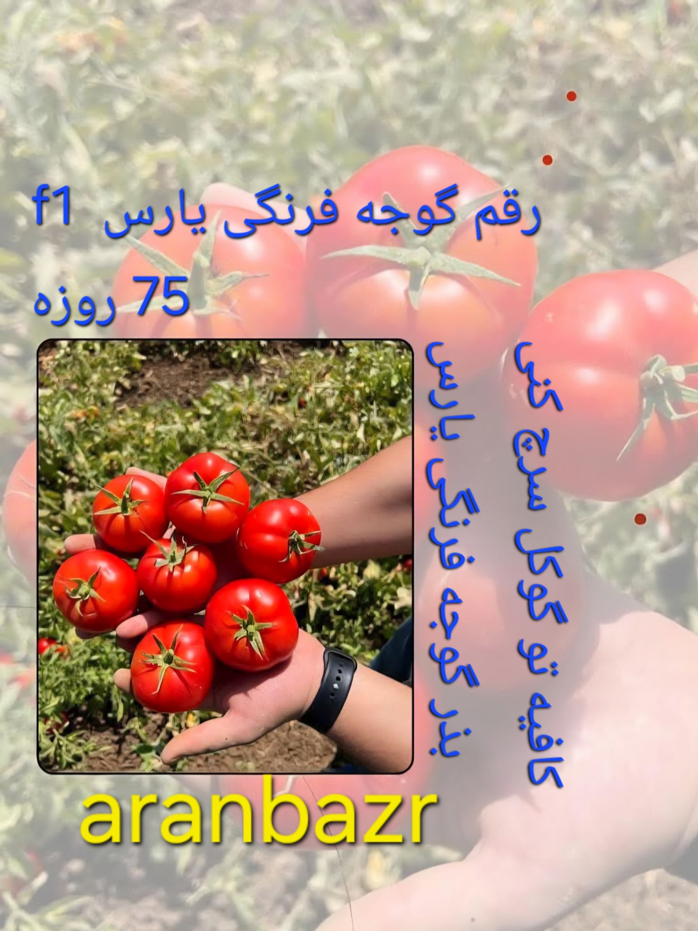 بذر گوجه گرد، قاتل مگس سفید و آتش
