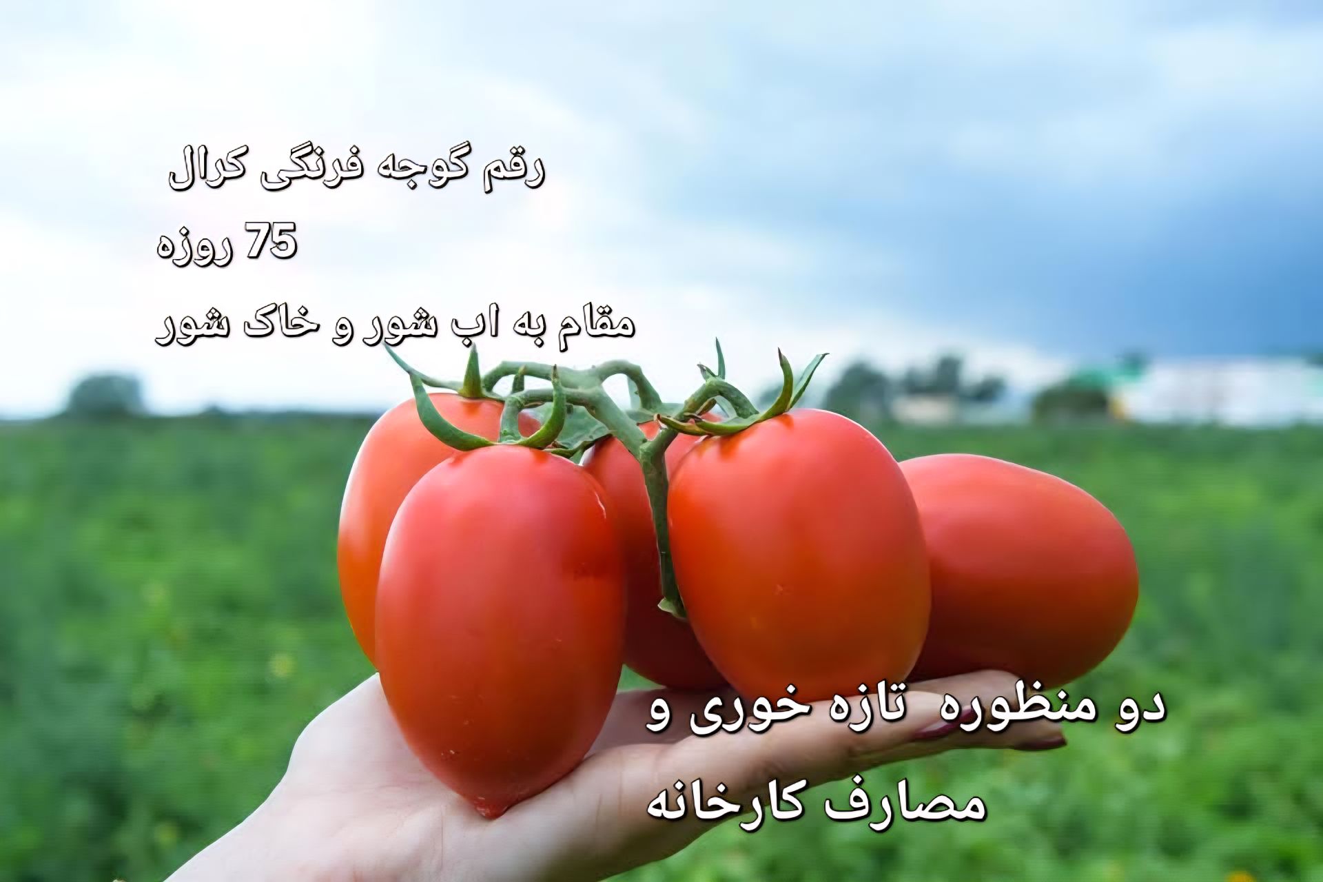 تحلیل تخصصی بذر گوجه‌فرنگی هیبرید کرال (Coral)