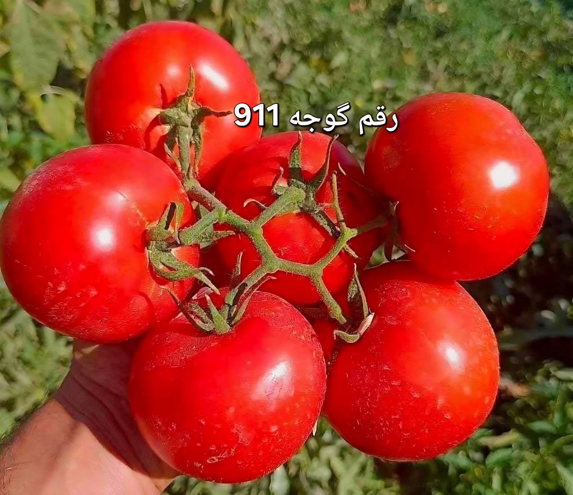 فرق گوجه صادراتی با گوجه بازاری چیست؟