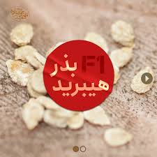 بذر اف یک (F1) یا بذر هیبرید نسل اول