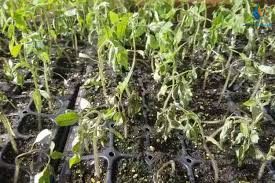 راهکارهای جامع و ارگانیک جلوگیری از بوته‌میری گوجه‌