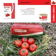 بذر گوجه فرنگی تایفون F1