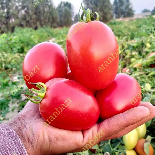بهترین بذر گوجه فرنگی برای کشت تابستانه؛ معرفی ارقام هیبرید مقاوم به گرما و پربار