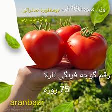بذر گوجه فرنگی تارلا؛ رقمی گرد و استثنایی