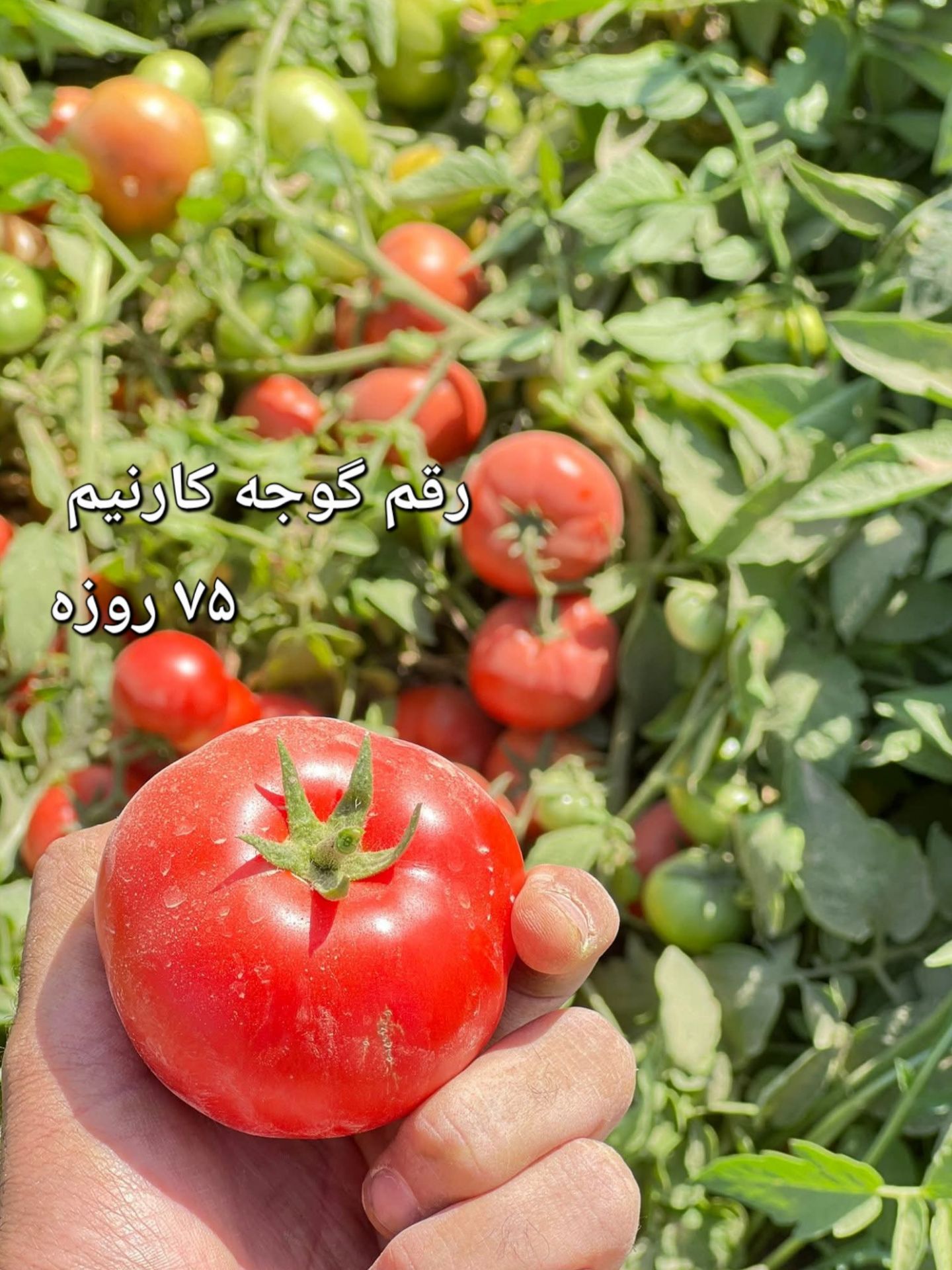 بذرهای گوجه فرنگی مقاوم به نماتد (ریشه‌گره‌ای) مناسب بازار ایران