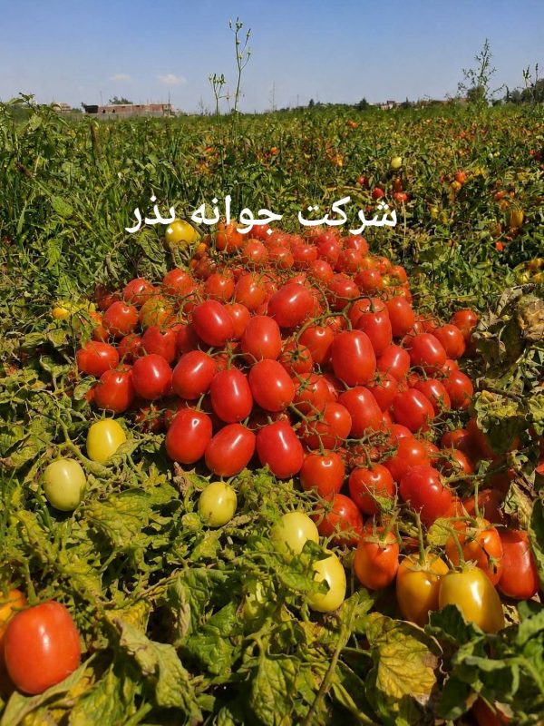 چگونه بذر مناسب برای هر منطقه را انتخاب کنیم؟ راهنمای کامل انتخاب بذر گوجه فرنگی