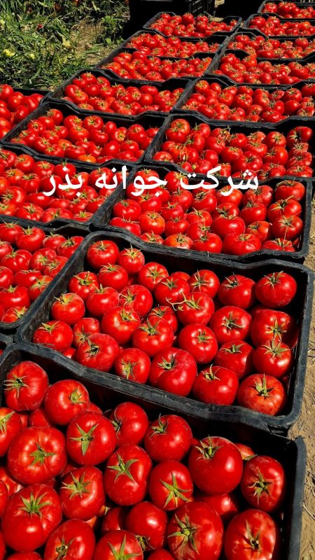 بهترین بذر گوجه فرنگی مقاوم به مگس سفید؛ معرفی ارقام هیبرید پربازده و پایدار