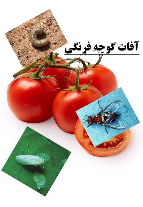 راهنمای جامع آفات گوجه‌فرنگی