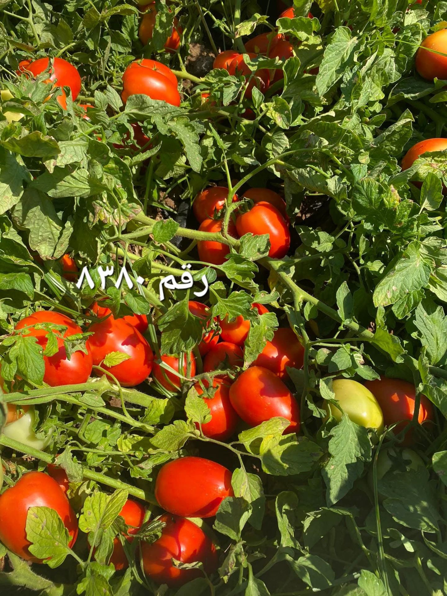 تفاوت بذر هیبرید و بذر معمولی؛ کدام انتخاب بهتری برای کشاورزان است؟