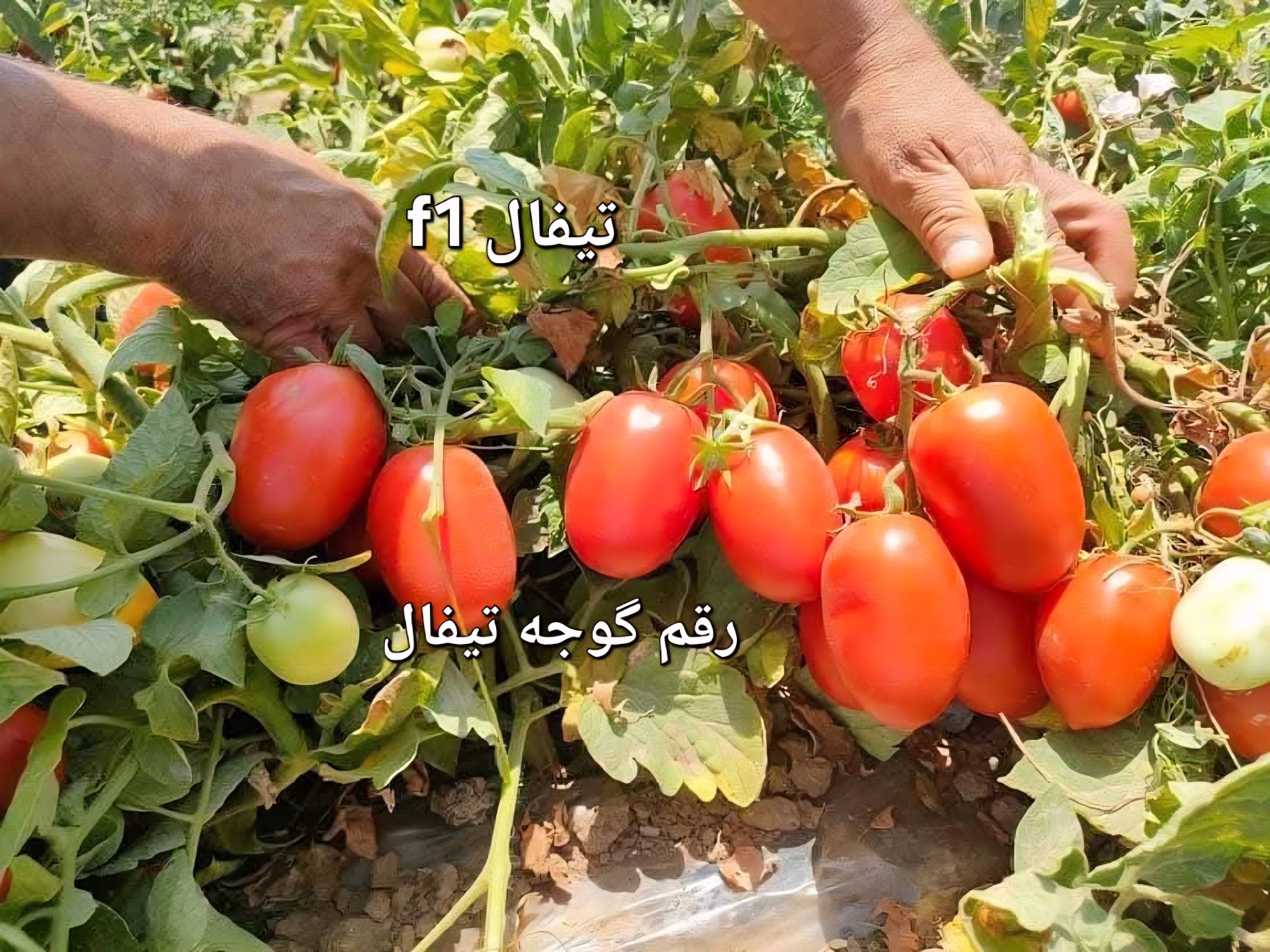 بهترین بذر گوجه فرنگی قابل کشت و معرفی ارقام هیبرید مقاوم، پربازده و اقتصادی