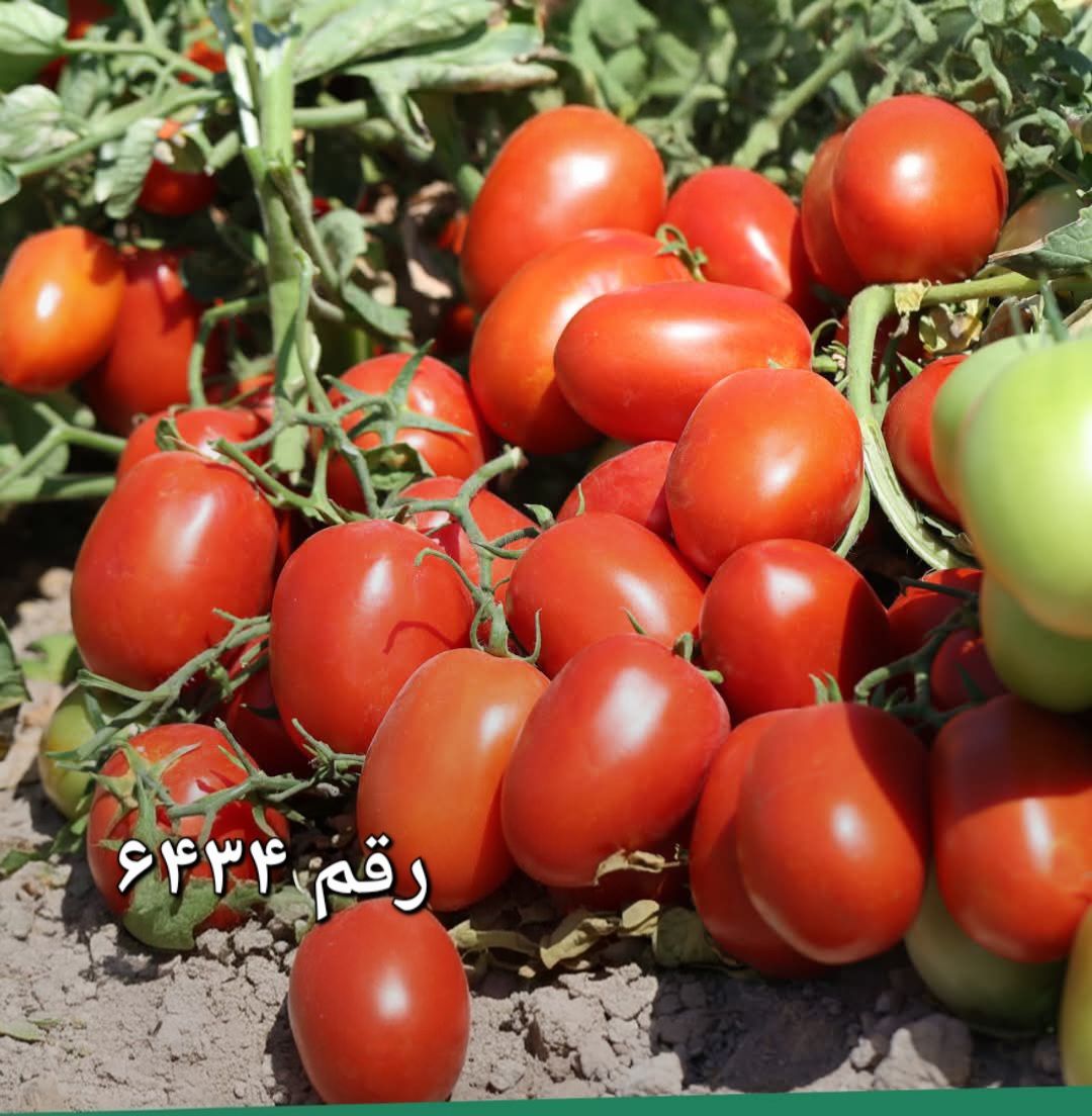 بهترین بذر گوجه فرنگی زودرس و مقاوم به افات