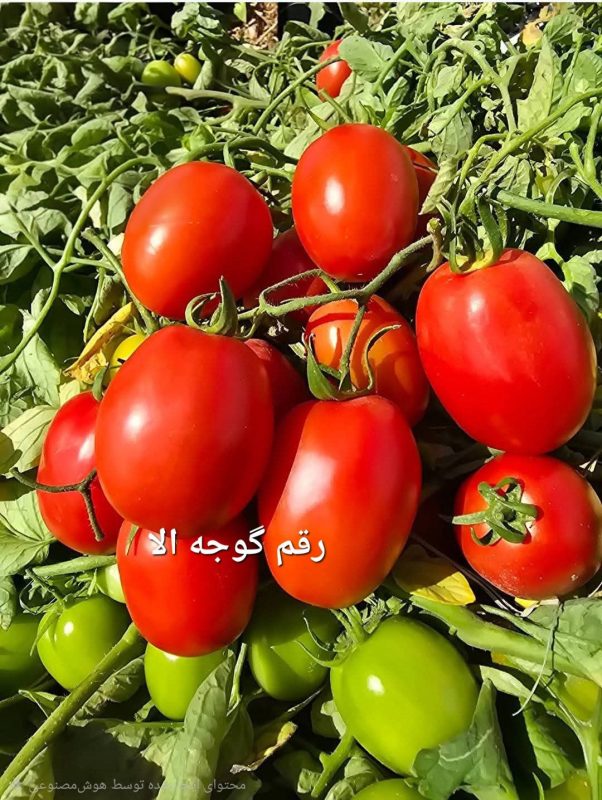 بهترین ارقام هیبرید بذر گوجه فرنگی تخم‌مرغی